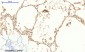 GSK3β (phospho Ser9) Polyclonal Antibody